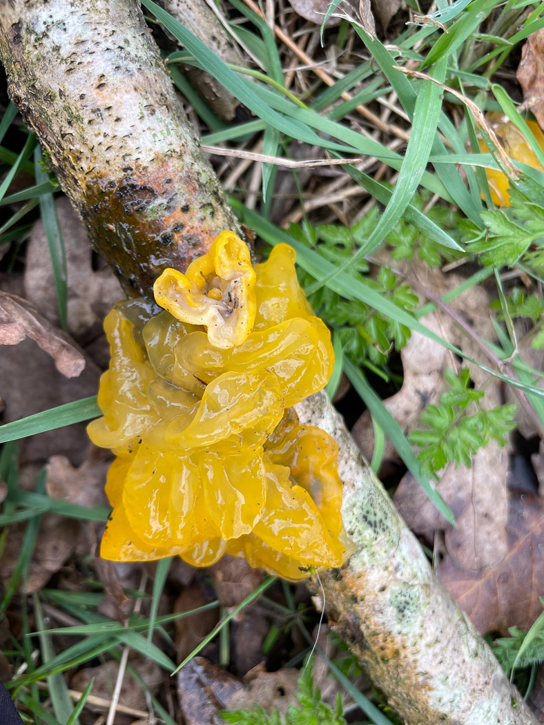 Slime Flux  by Sarah Ebdon